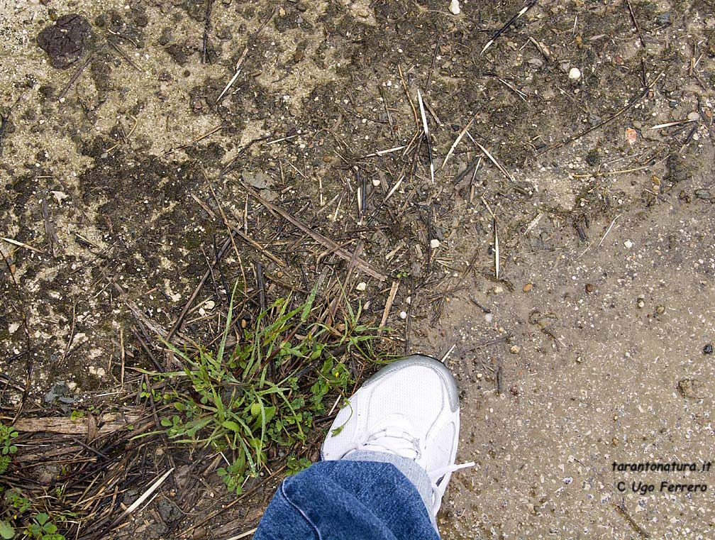 Istrice nel Tarantino!